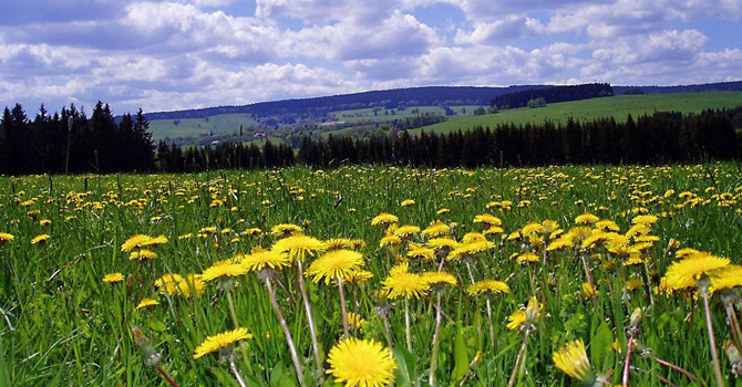 How Homegrown Flowers can Help Improve India's GDP!