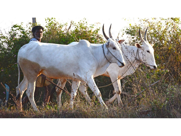 25 Lakh Farmers Await Crop Insurance Claims Worth Rs. 800 cr