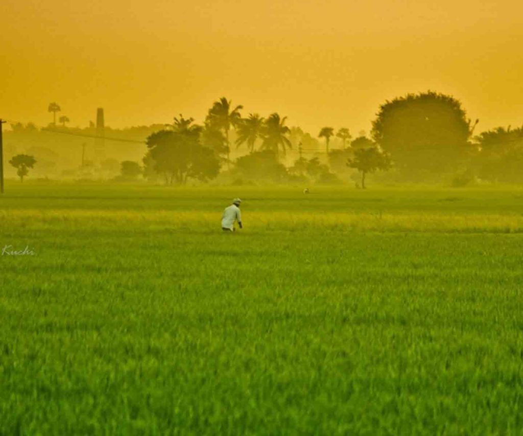 Farm Loan Waivers Worst Solution for Agriculture Sector Problems, Says SBI